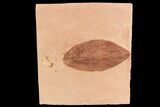 Red Fossil Leaf (Rhamnites) - Montana #95331-1